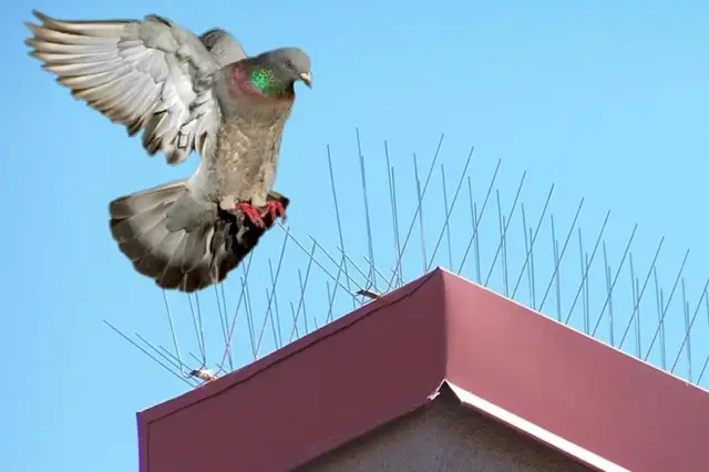 bird spikes nets 