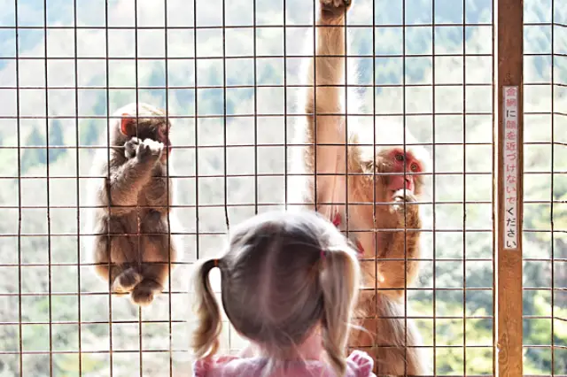 monkey safety nets 