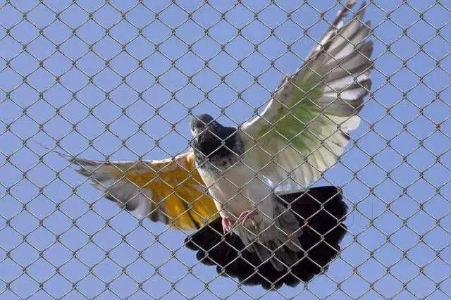 pigeon nets in Hyderabad